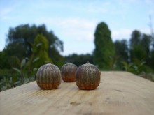 Autumn Still Life / ***
