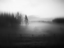Foggy Morning / ***
