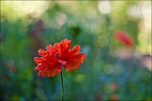 I'm a little red .. / -----