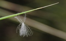 SEEDS ... / ***