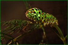 I love dill! / *************