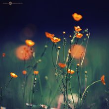 lanterns / lanterns