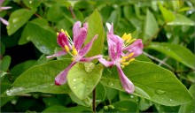 Dancing with the rain / ..............