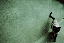 cat / ***