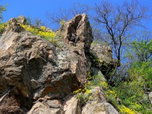 Blossom Rock / ***