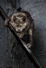 Nicknamed the Beast. / ******