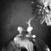 Flos et Vas / Helichrysum bracteatum