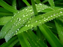 After the rain / ***