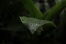 Gänseblümchen / ***