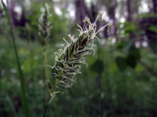 one in the field .... / ***