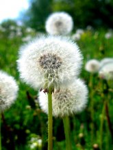 pelzigen Welt / ***