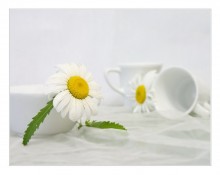 Daisy ... / ......................................