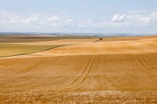 Field / ***