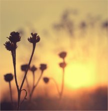 Burnt by the Sun .. .. / ***