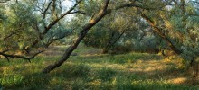 Dancing in the morning rays / ***