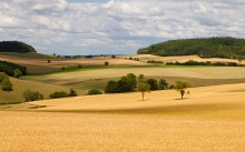Field / ***