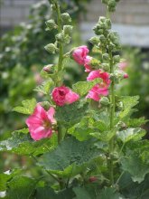 Flower * / ***