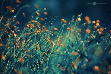 magic wind / magic wind