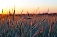 Golden Wheat / ......