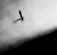 Flight / **********