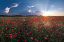 Scarlet night / ***