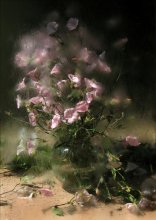 Convolvulus / ************************