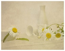 Chamomile .... / ...........