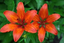 On the flower bed / ***