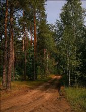 At the fork in the forest / **********