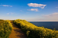 The road to the sea / ***