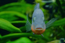 *Underwater* / ***