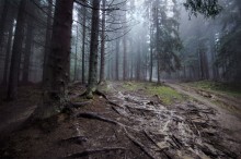grove / ***