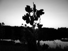 Sunset / ***