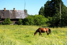 Horse / ***