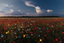 Summer magic / ***