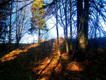 HERBST JOY / ***