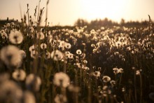 Sunny Meadow / ***