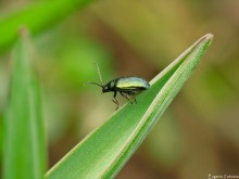 Beetle / ***