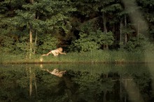 Wildness (II) / ***