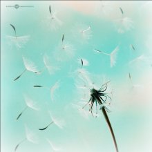 dandelion clock / dandelion clock