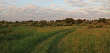 Wiese / ***********