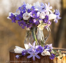 In early spring, or a bunch of primroses. / ***