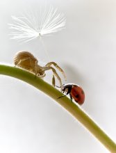 I came to you with a flower .... / ***
