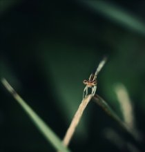 dragonfly / ***