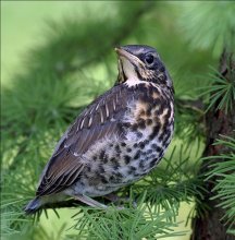 Fledgling blackbird / ***