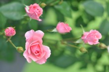 Roses / *****