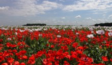 Flowers / ***