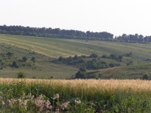 Fields / ***