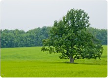 Once the rainy summer / ***