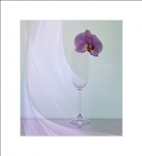 with an orchid... / .....................